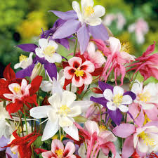 Tequila Sunrise flower seeds