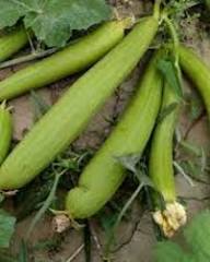 Mogette Bean Seeds