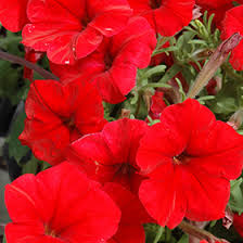 Red Easy flower seeds