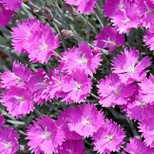 Pink Dianthus flower seeds