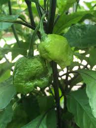 Carolina Reaper Pepper Seeds for Planting – Heirloom Non-GMO Garden Seeds