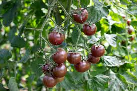 Brown Tomato Seeds for Planting – Heirloom Garden Seeds