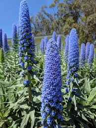 Blue Fastuosum flower seeds