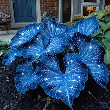 Sky Blue flower seeds