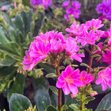 Lewisia flower seeds