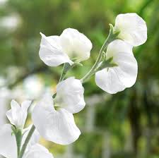 White Sweet flower seeds