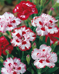 Red White flower seeds