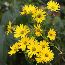 Yellow Silphium flower seeds