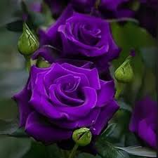 Dark Violet flower seeds