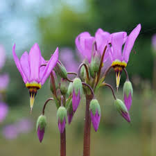 Pink Midland flower seeds