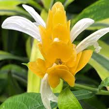 Yellow Pachystachys flower seeds