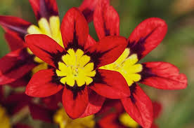 Red Yellow flower seeds