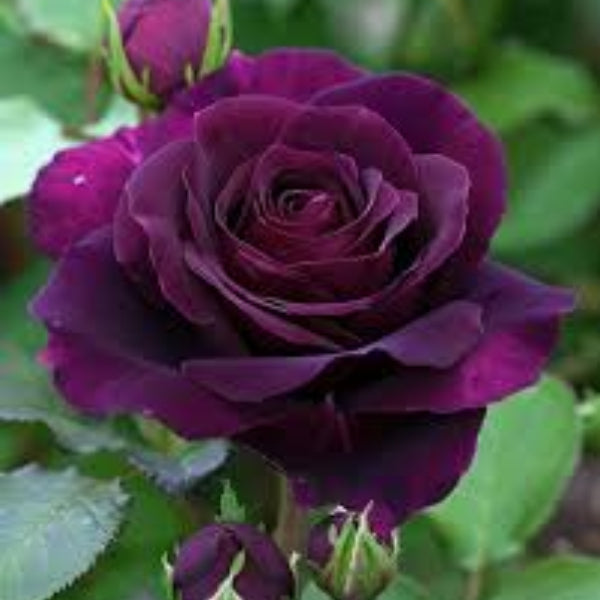 Deep Purple Rosa plant