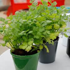 Santo Cilantro Seeds for Planting – Heirloom Coriander Seeds