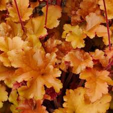 Light Orange flower seeds