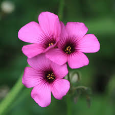 Oxalis flower seeds