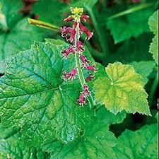 Piggyback Plant flower seeds
