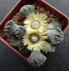 Titanopsis Fulleri flower seeds
