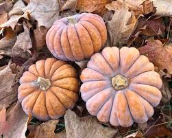 Futsu Black Squash Seeds for Planting – Japanese Heirloom Squash Seeds