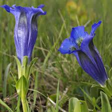Gentiana flower seeds