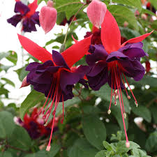 Maroon Red flower seeds