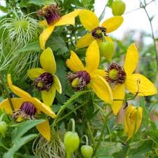 Yellow Tangutica flower seeds