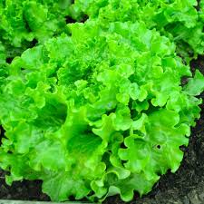 Lettuce Seeds for Planting – Heirloom Non-GMO Garden Seeds