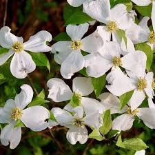 Cornus flower seeds