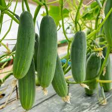 Cucumber Seeds for Planting – Heirloom Non-GMO Garden Seeds