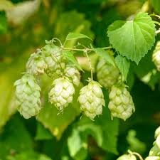 Green Humulus flower seeds