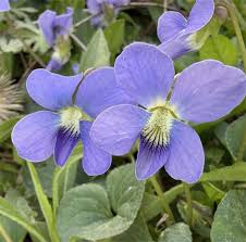Viola Sororia flower seeds