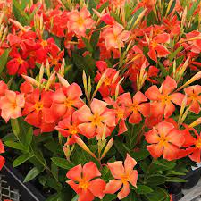 Orange Mandevilla plant