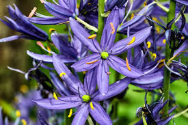 Camassia flower seeds