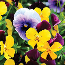 Wavy Viola flower seeds
