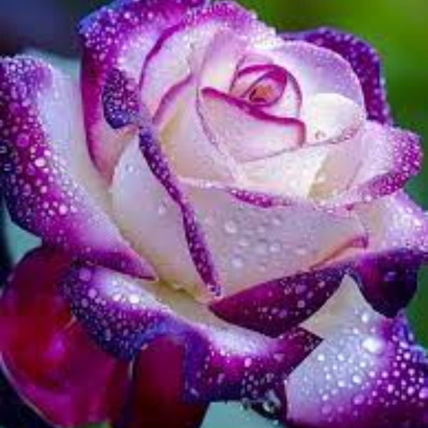 & Pink Rosa plant