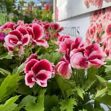 White Darkred flower seeds