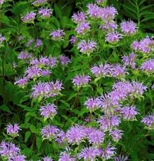 Lemon Bergamot Herb Seeds for Planting – Heirloom Non-GMO Garden Seeds