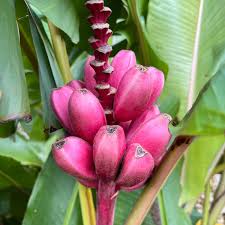 pink banana seeds