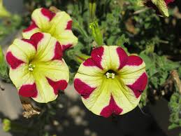 Pink Yellow flower seeds