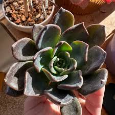 Black Green flower seeds