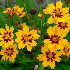 Coreopsis Cosmos flower seeds