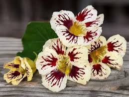 White Red flower seeds