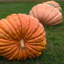Giant Bottle Gourd Seeds for Planting – Heirloom Garden Seeds