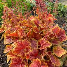 Orange Heuchera flower seeds