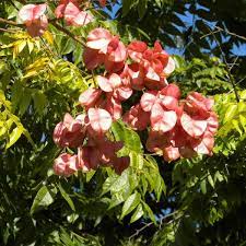 Cassia Koelreuteria Paniculata plant