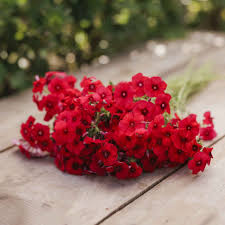 Red Phlox plant