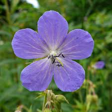 Geranium Pratense flower seeds