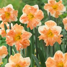 Rainbow Narcissus flower seeds