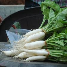 Minowase Daikon Radish Seeds for Planting – Heirloom Garden Seeds