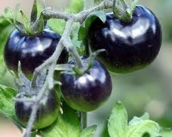 Black Tomato Seeds for Planting – Heirloom Non-GMO Garden Seeds